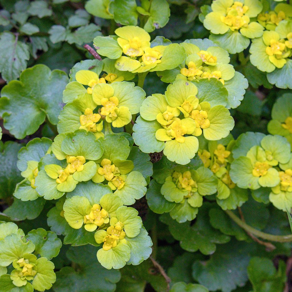 Chrysosplenium oppositifolium - Gegenblättriges Milzkraut