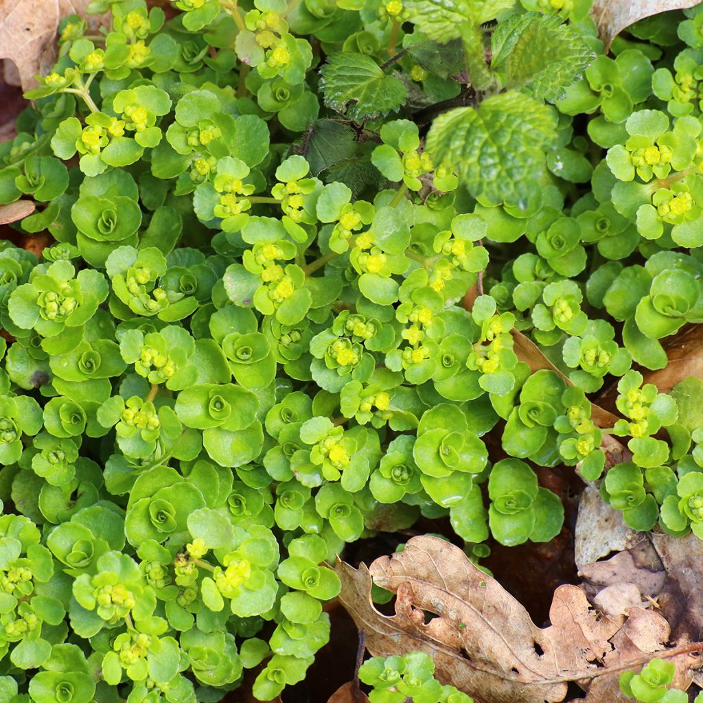 Chrysosplenium oppositifolium - Gegenblättriges Milzkraut