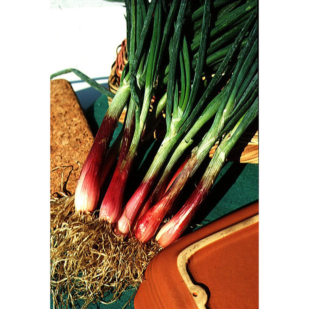 Ciboule Rouge