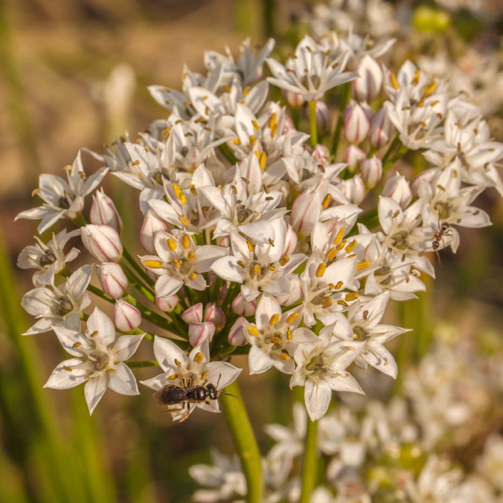 Ail odorant - Allium ramosum