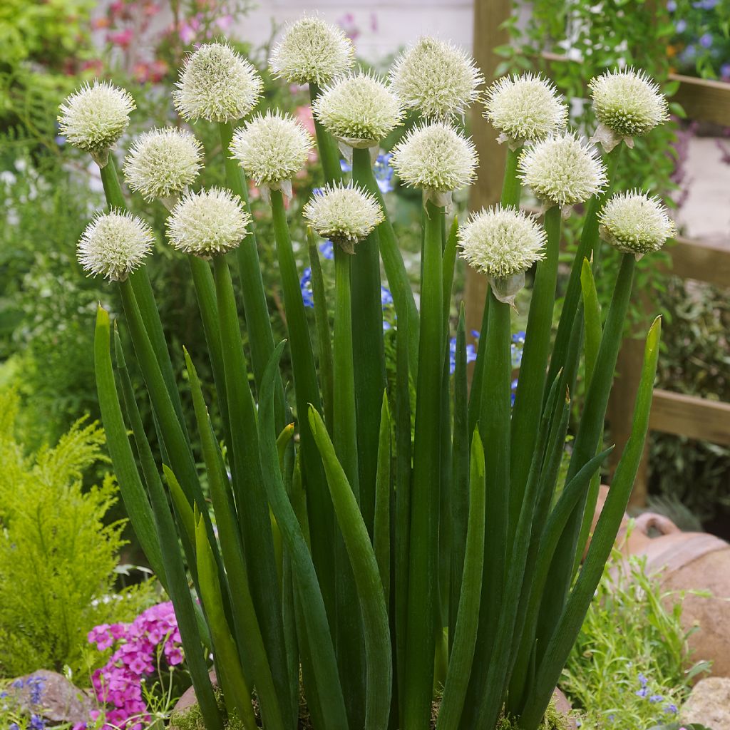 Winter-Zwiebel - Allium fistulosum