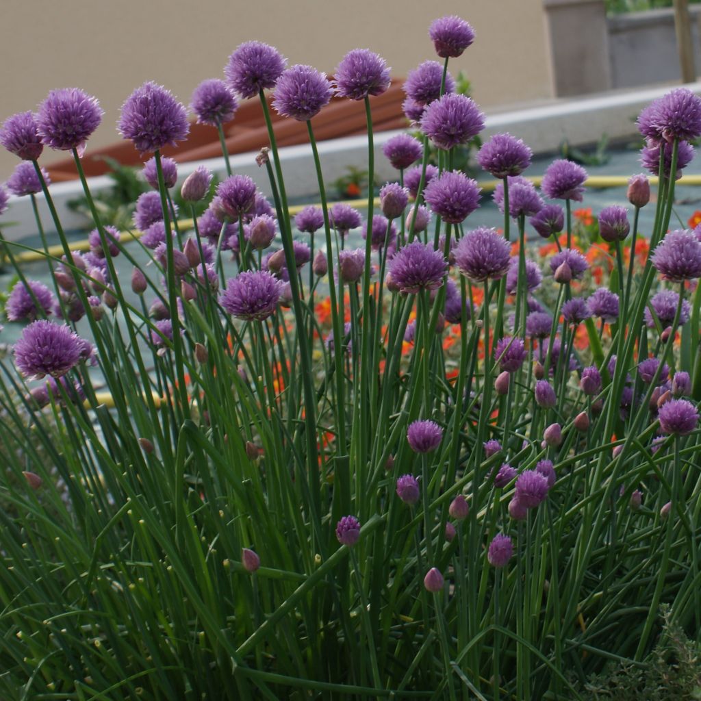 Schnittlauch - Allium schoenoprasum