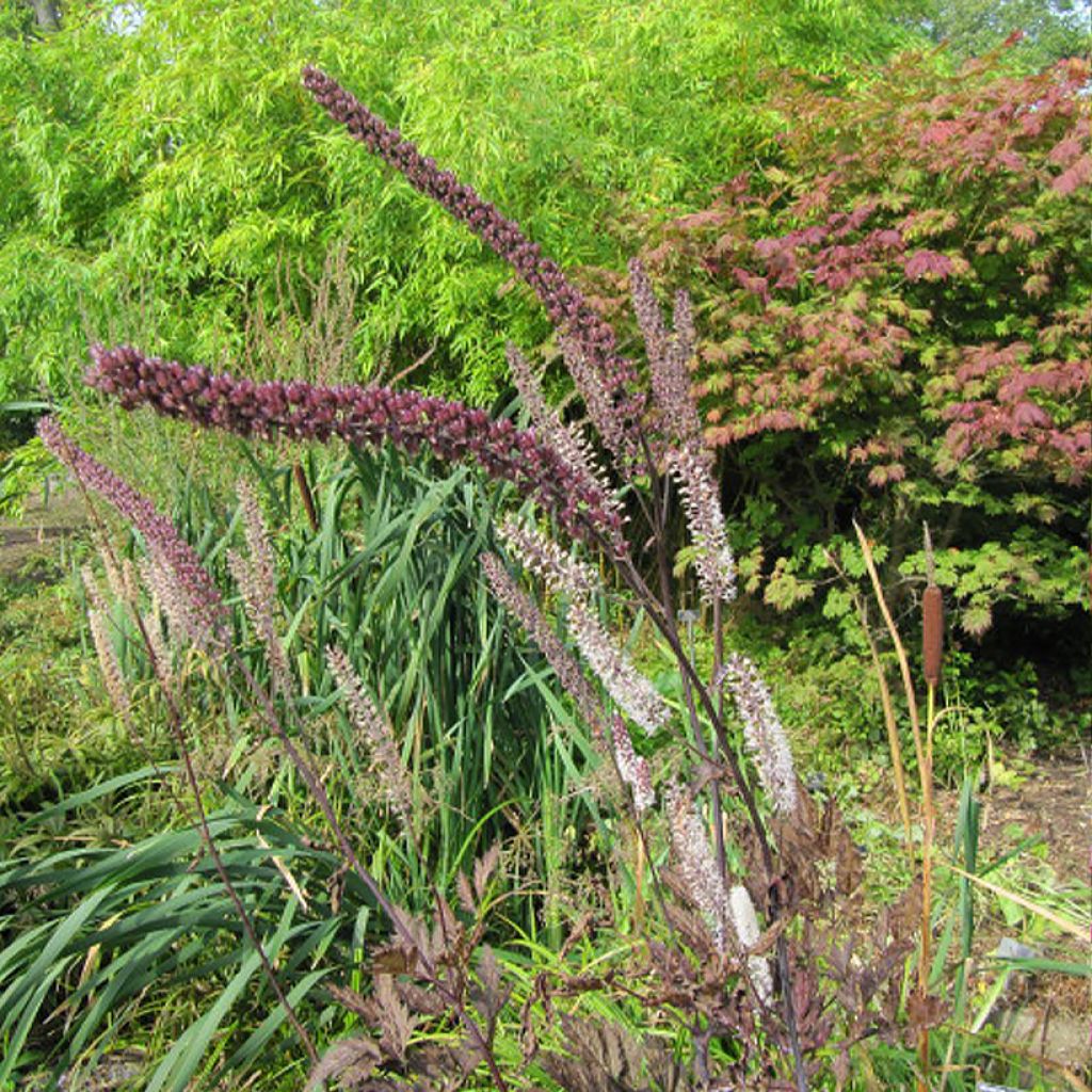 Actaea simplex Pink Spike - Oktober-Silberkerze