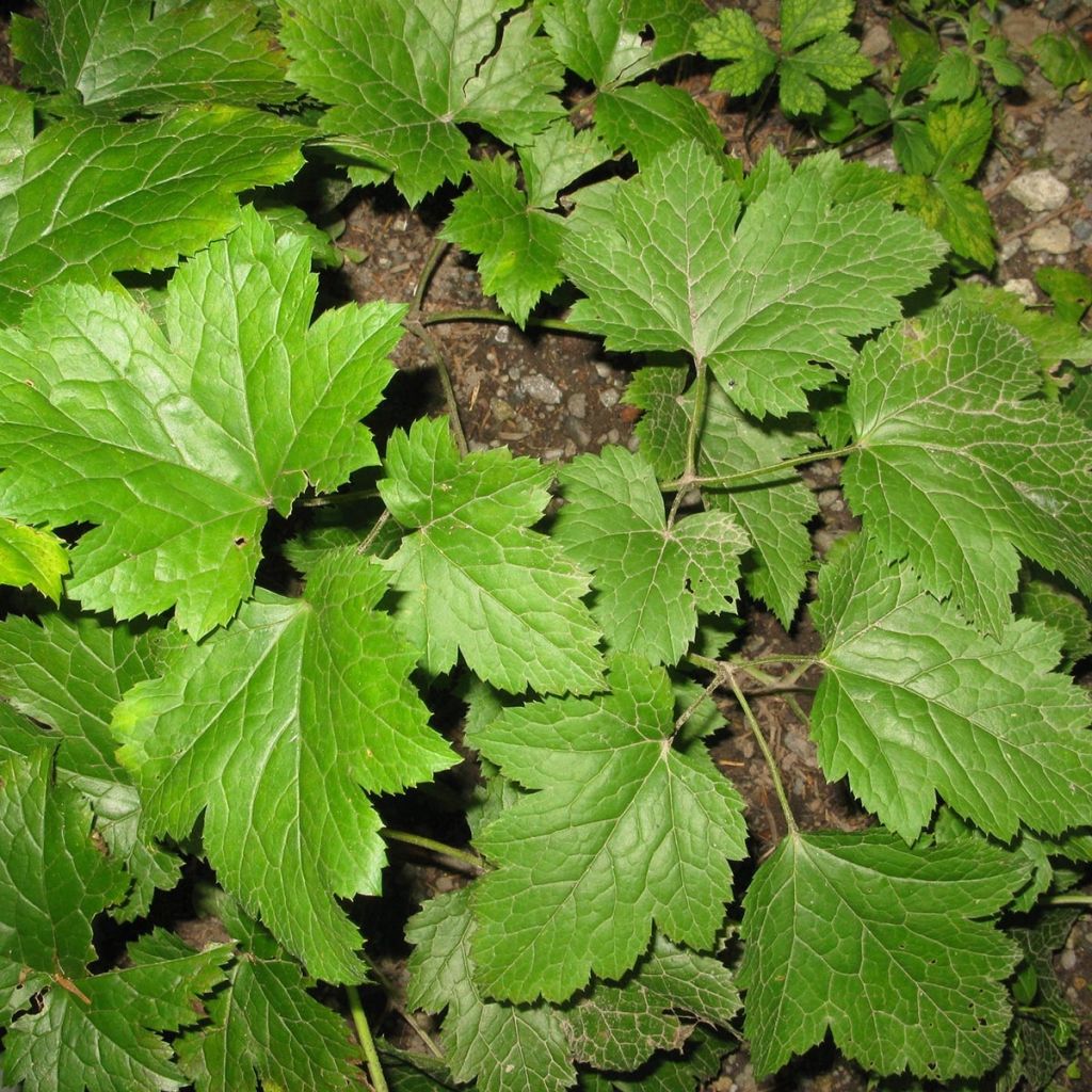 Actaea biternata - Christophskraut