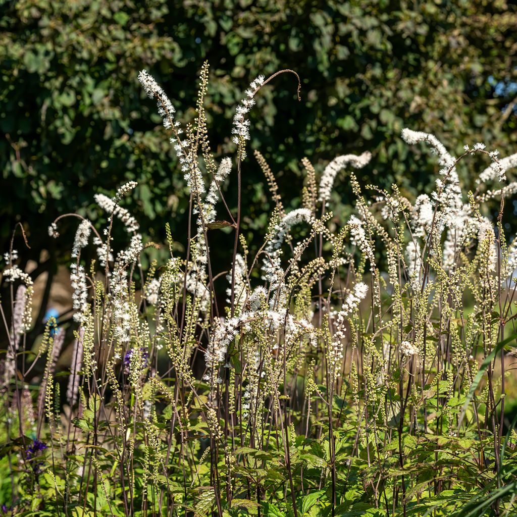 Actaea simplex Atropurpurea - Oktober-Silberkerze