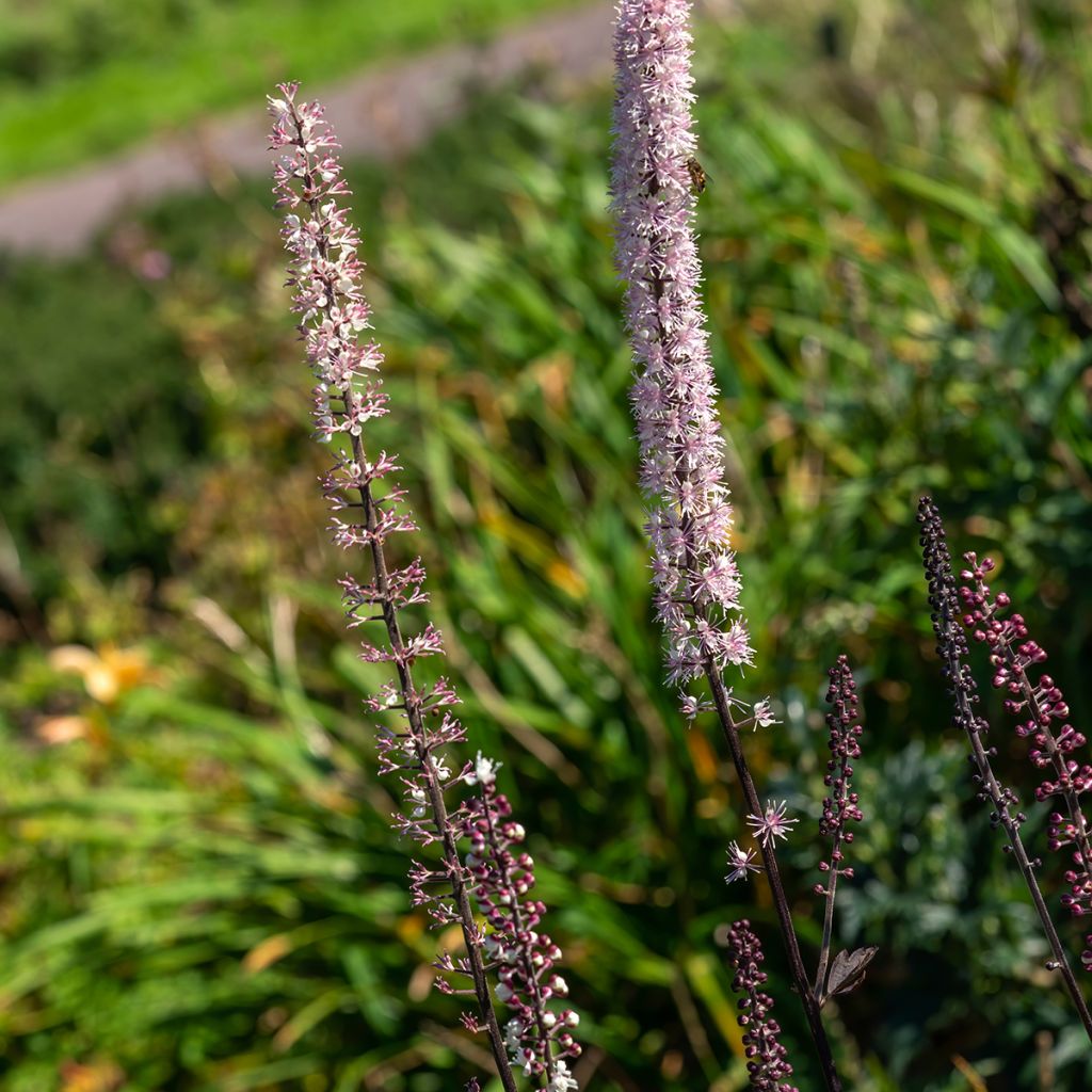 Actaea simplex Atropurpurea - Oktober-Silberkerze