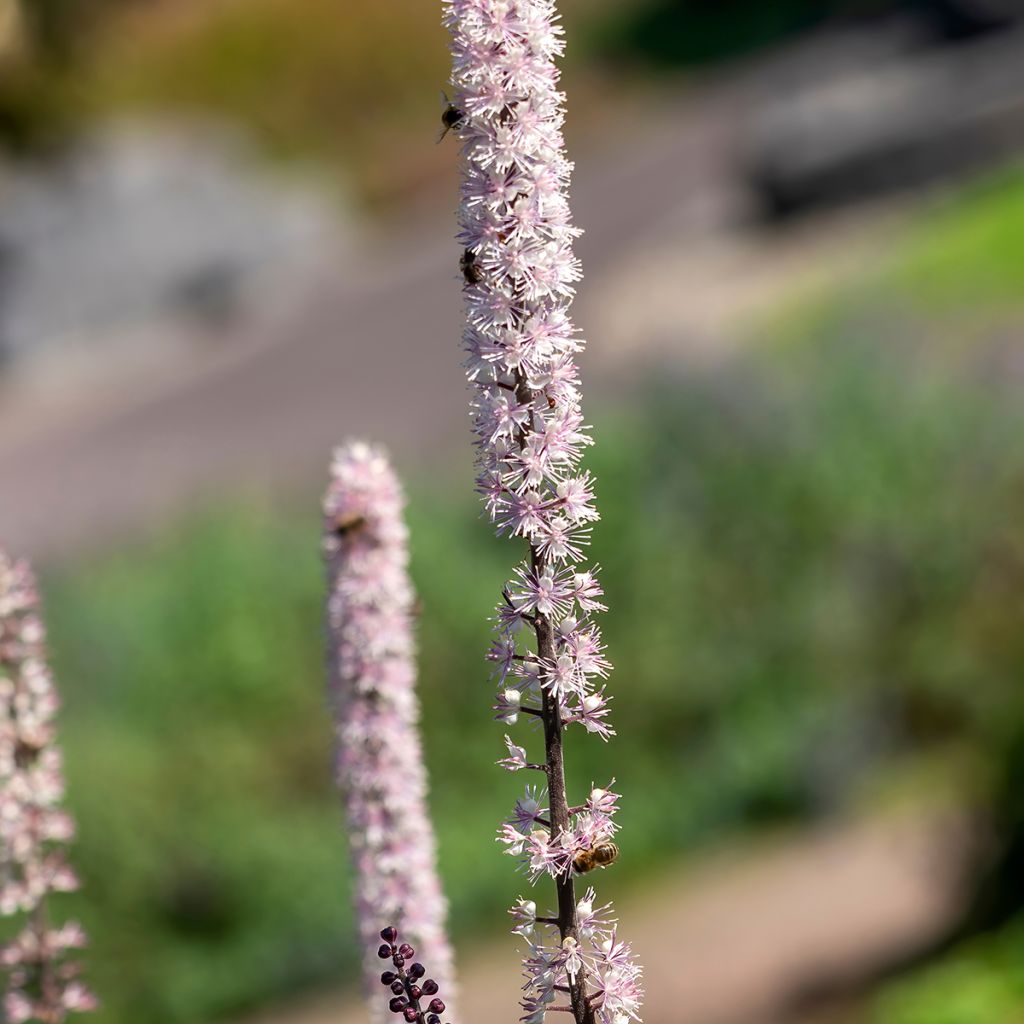 Actaea simplex Atropurpurea - Oktober-Silberkerze