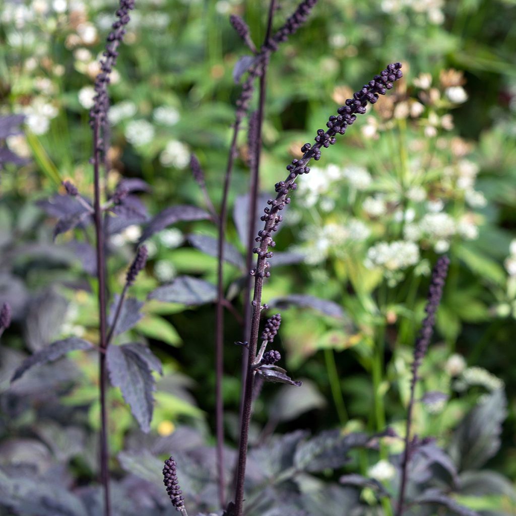 Actaea simplex Brunette - Oktober-Silberkerze