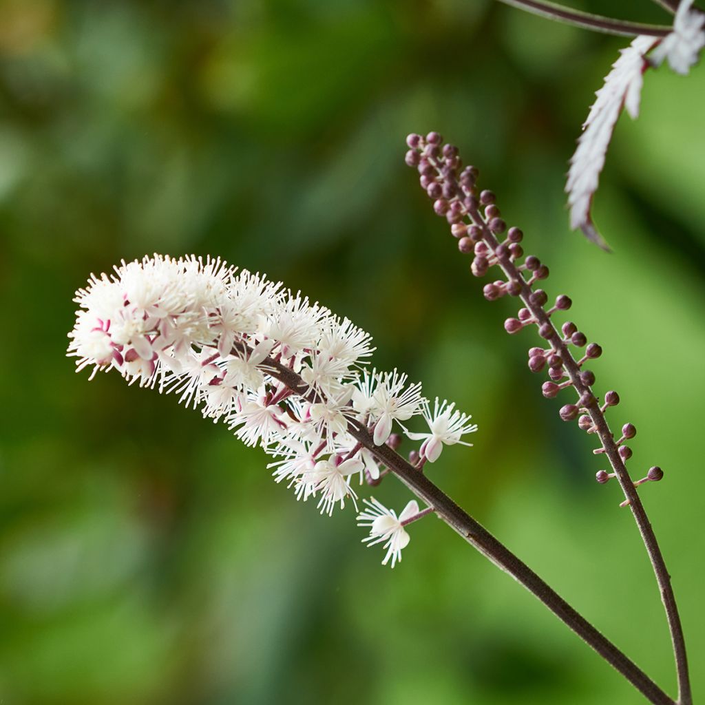 Actaea simplex Brunette - Oktober-Silberkerze