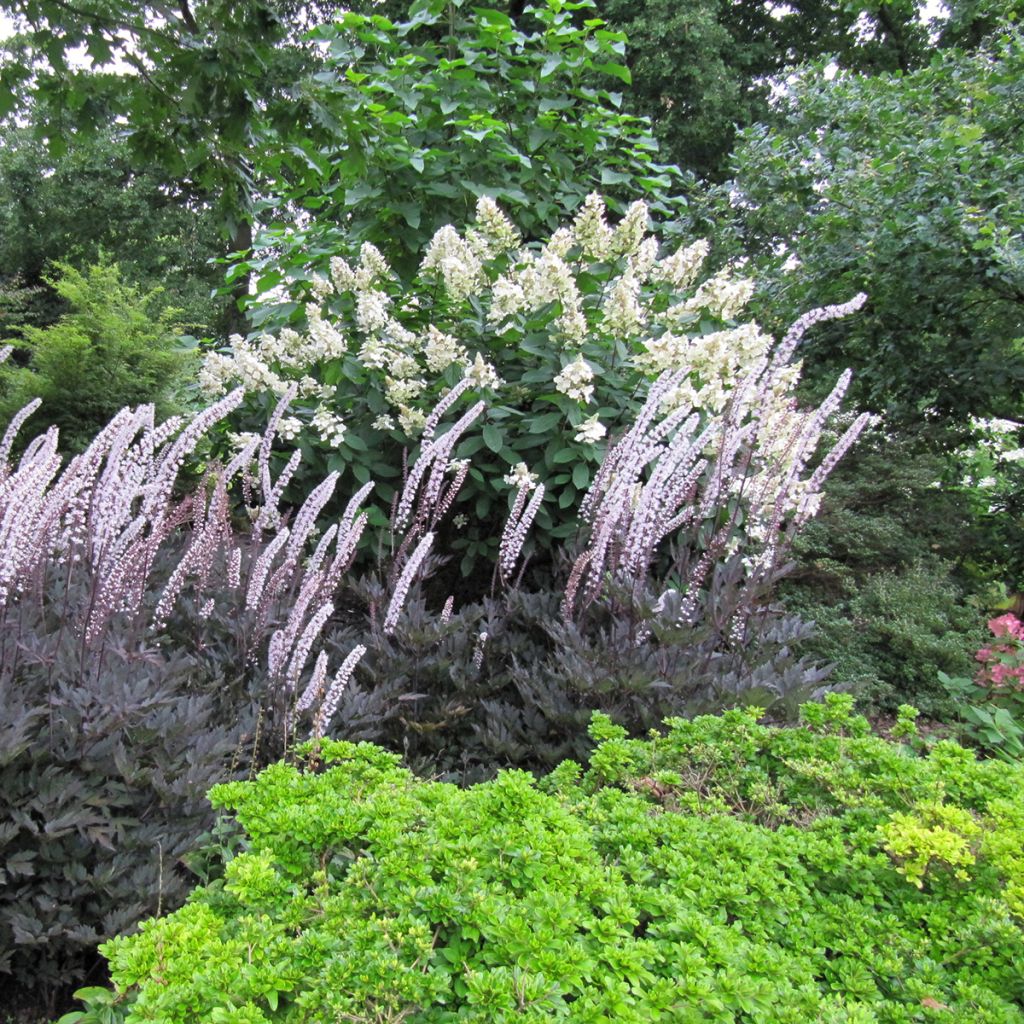 Actaea simplex Brunette - Oktober-Silberkerze