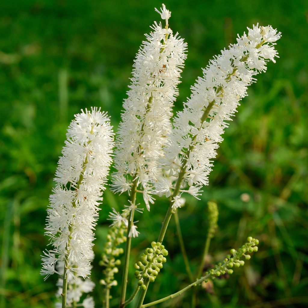 Actaea arizonica - Christophskräuter