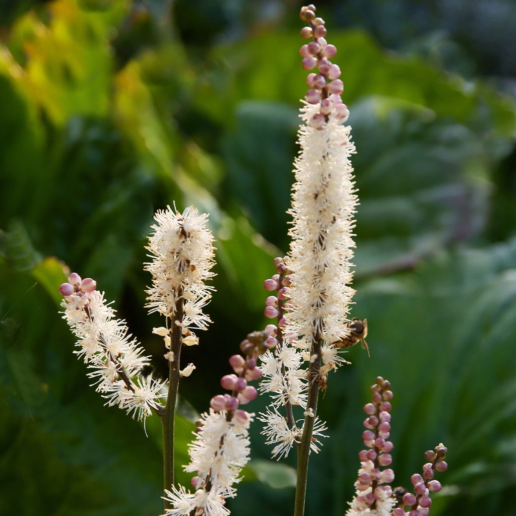 Actaea japonica - Zwerg-Silberkerze