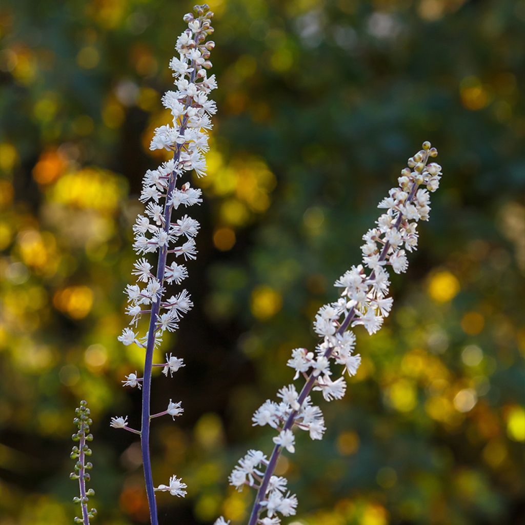 Cierge d'argent, Cimicifuga, Actaea simplex Chocoholic