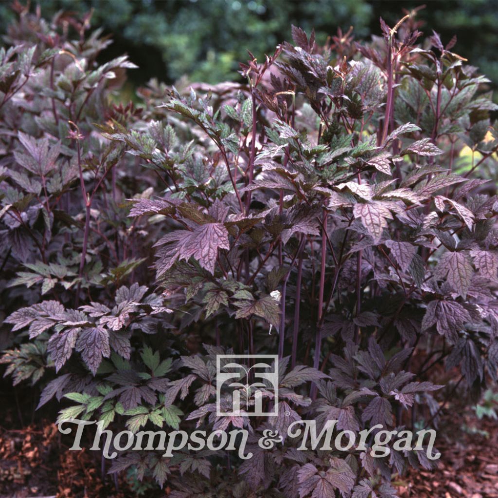 Cicimifuga racemosa Atropurpurea (Samen) - Silberkerze