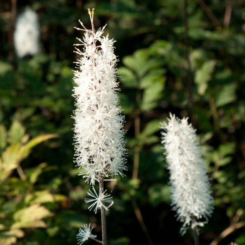 Actaea simplex Atropurpurea - Oktober-Silberkerze