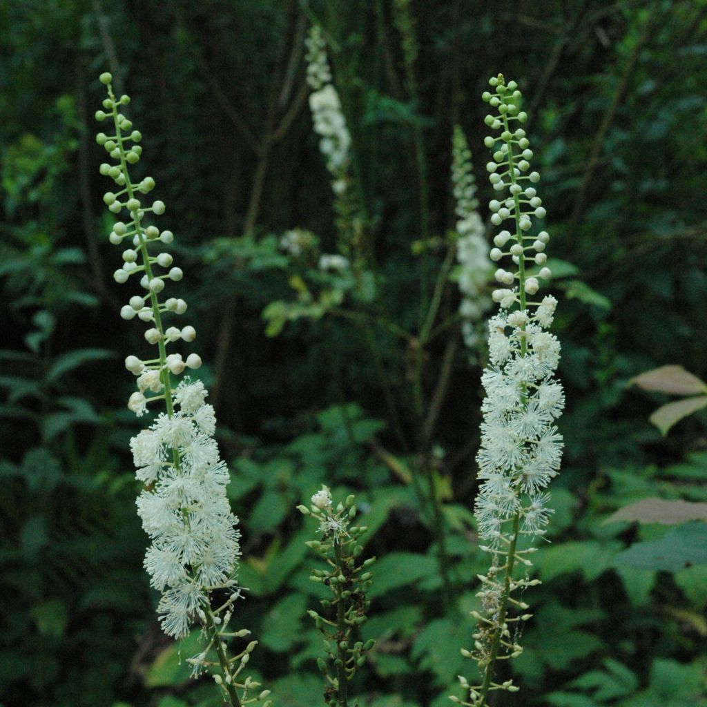 Actaea racemosa - Trauben-Silberkerze