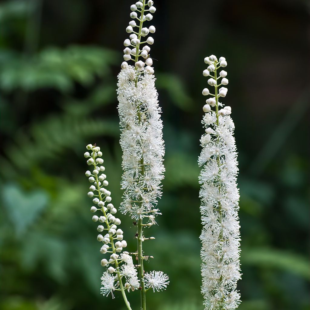 Actaea racemosa - Trauben-Silberkerze