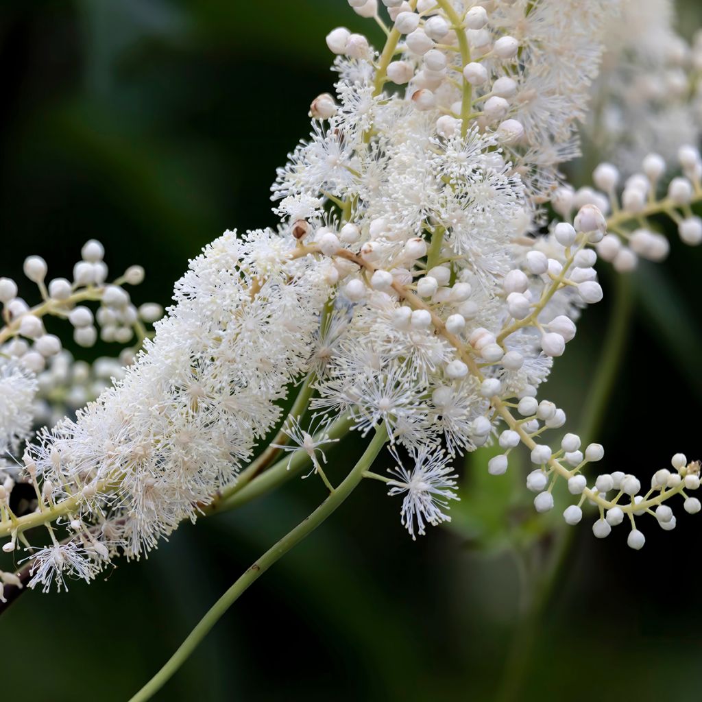 Actaea racemosa - Trauben-Silberkerze