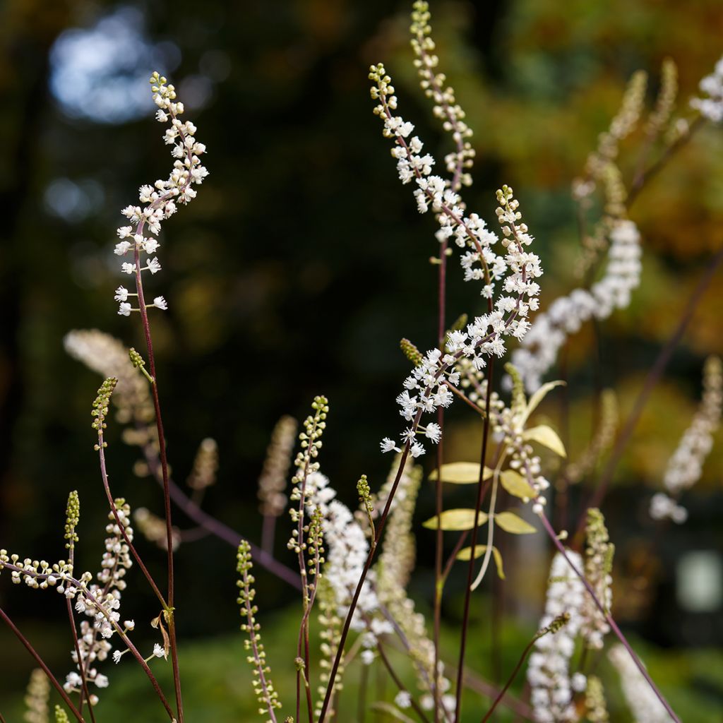 Actaea racemosa - Trauben-Silberkerze