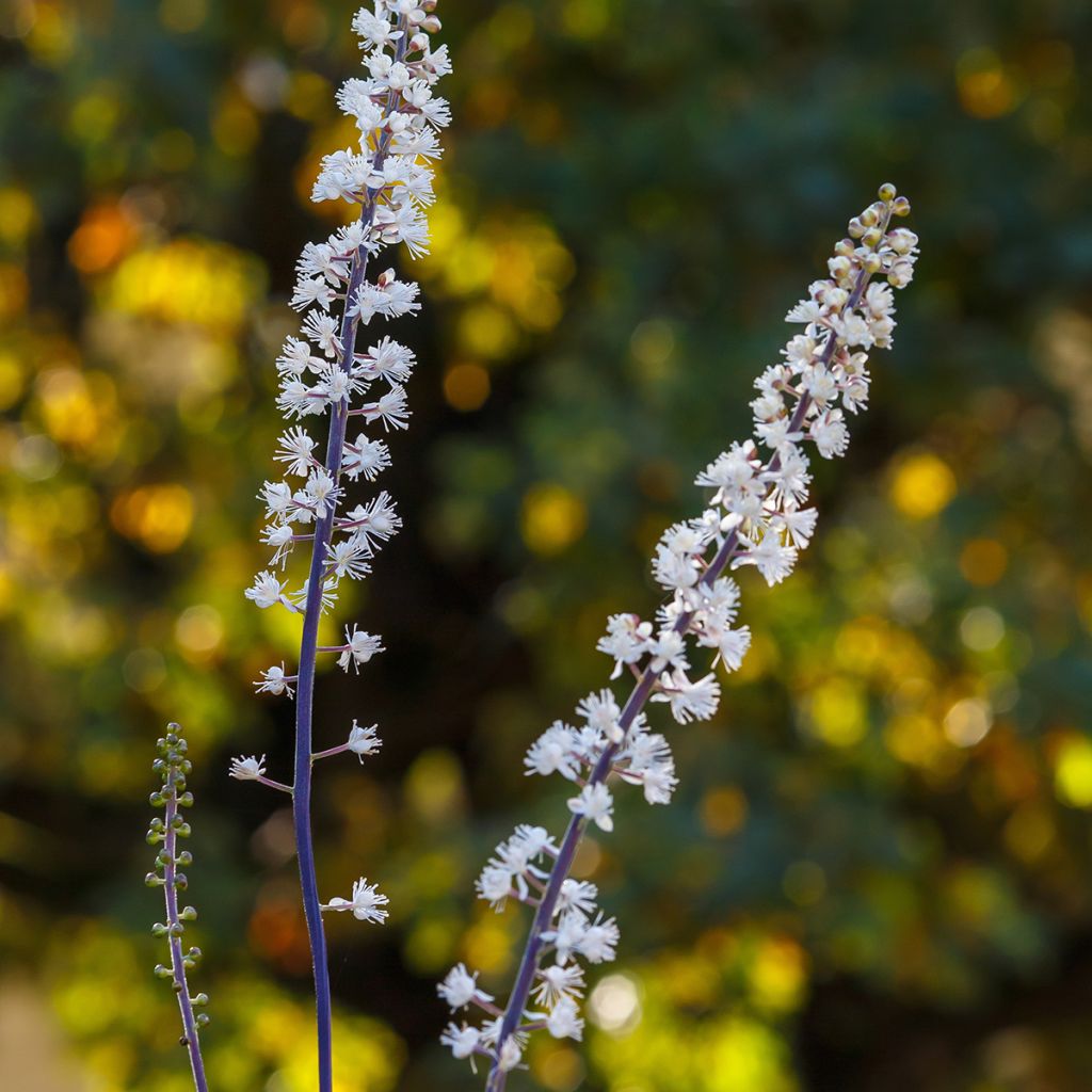 Actaea racemosa - Trauben-Silberkerze