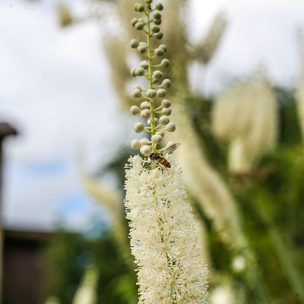 Actaea racemosa - Trauben-Silberkerze