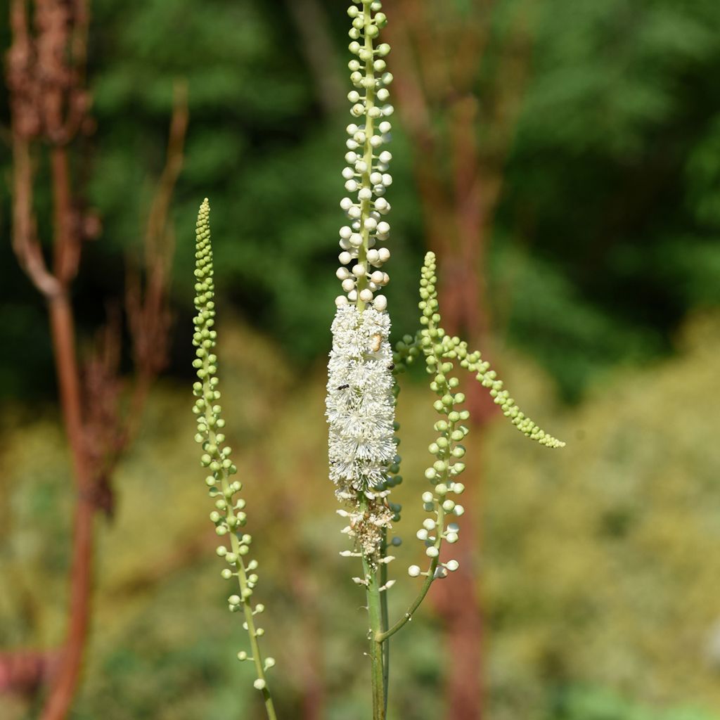 Actaea racemosa - Trauben-Silberkerze