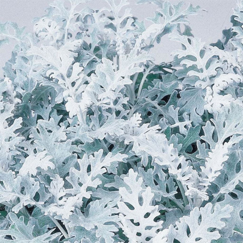 Senecio cineraria Silver Dust - Kreuzkraut