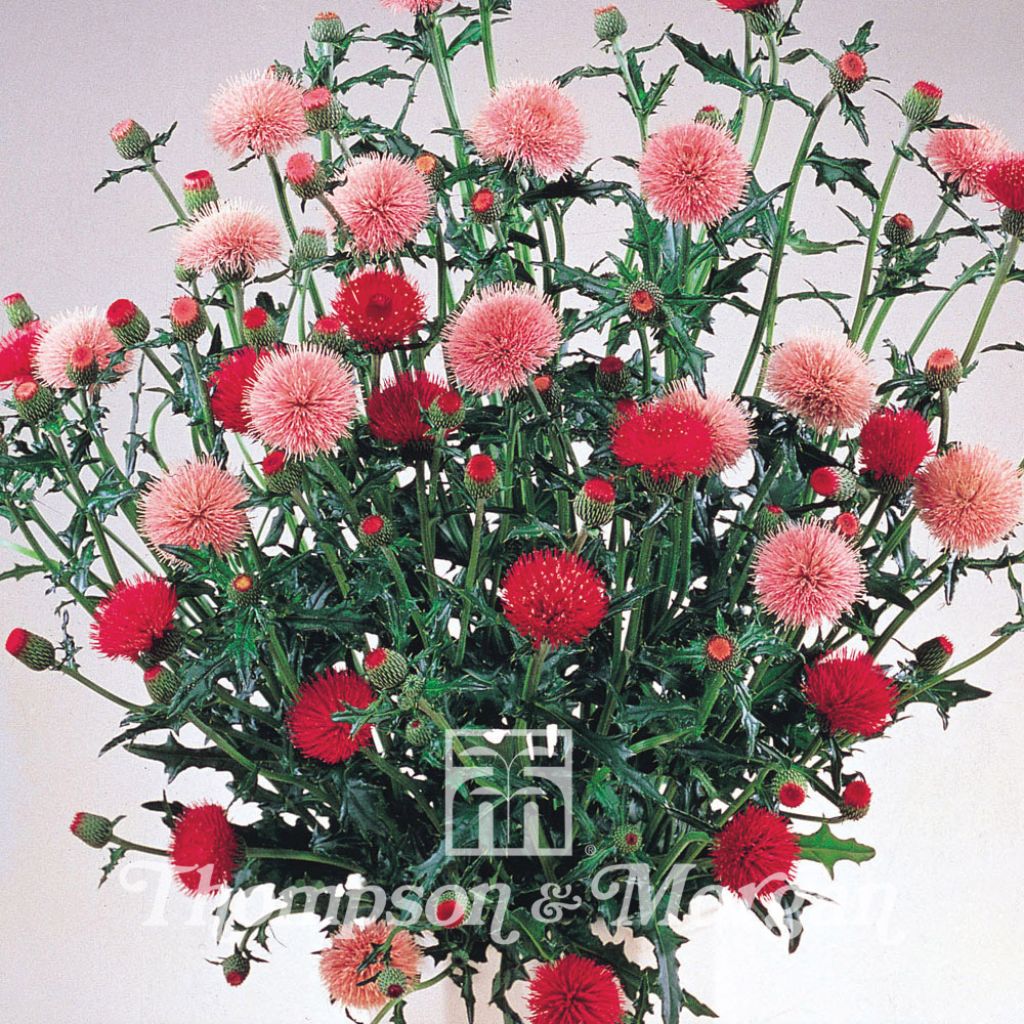 Cirsium japonicum Pink and Rose Beauty (Samen) - Japanische Kratzdistel