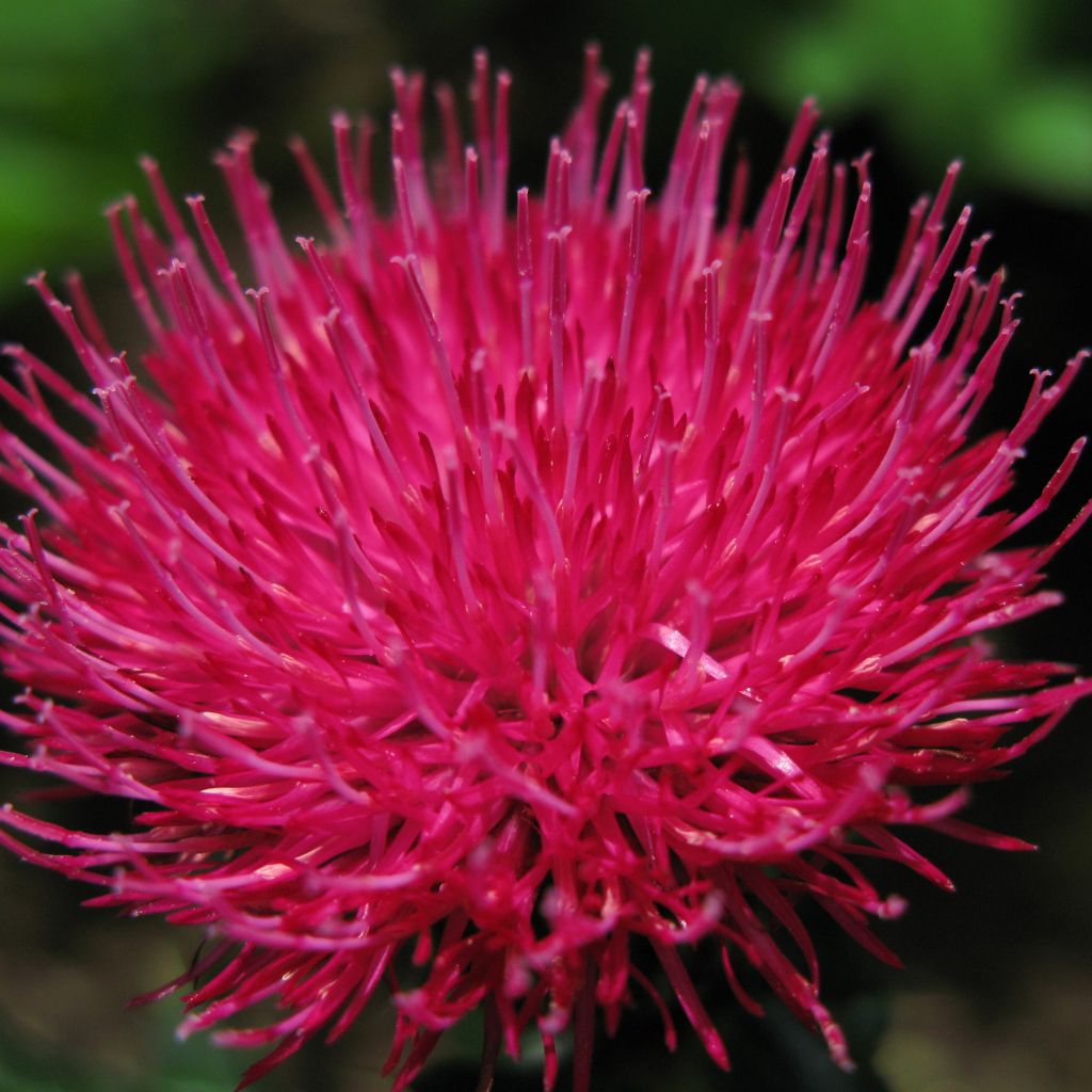 Cirsium japonicum Rose Beauty - Japanische Kratzdistel