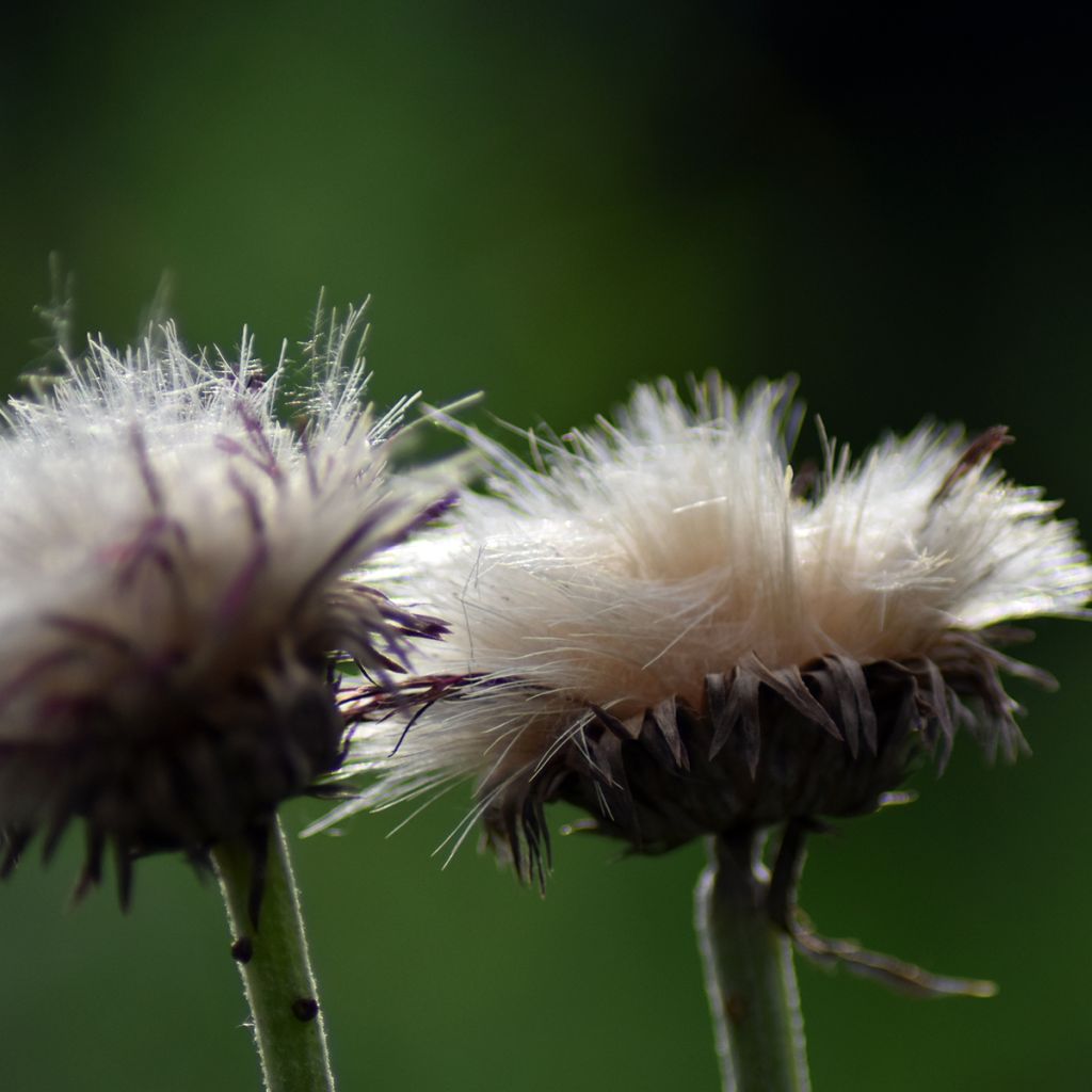 Cirsium rivulare Atropurpureum - Bach-Kratzdistel