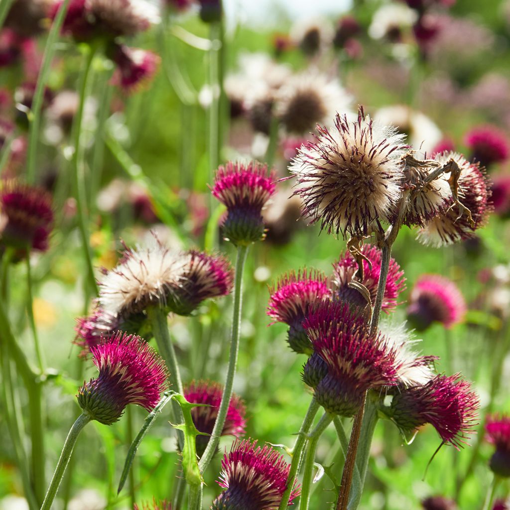 Cirsium rivulare Atropurpureum - Bach-Kratzdistel