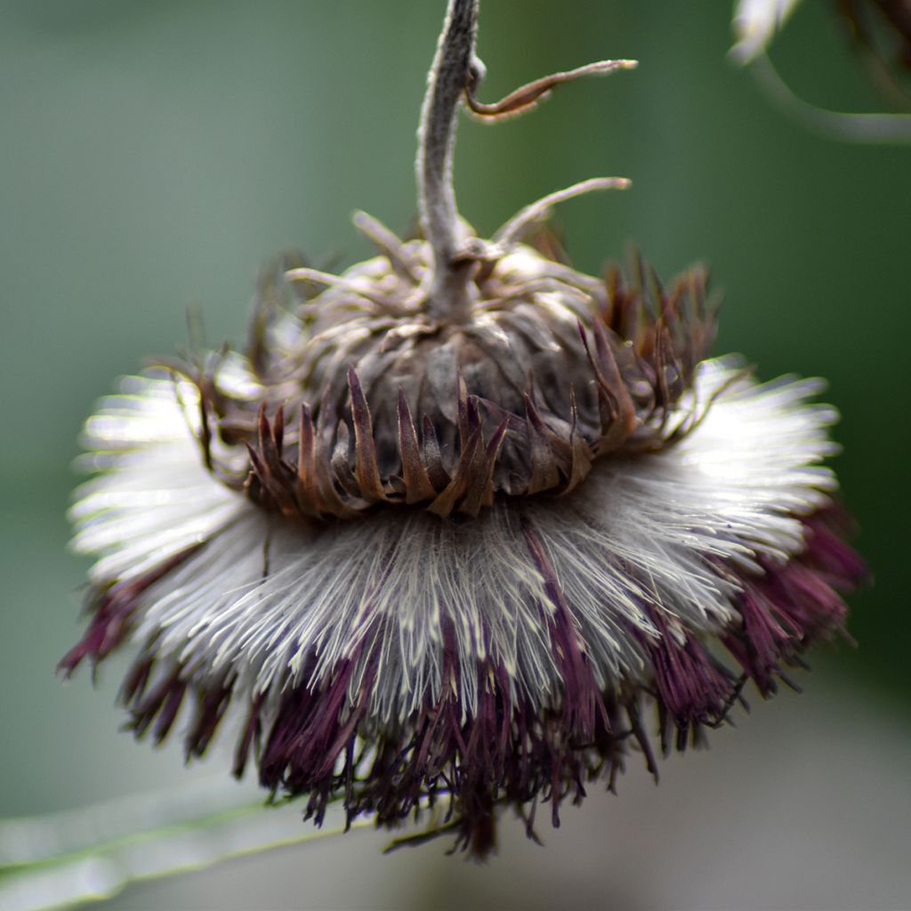 Cirsium rivulare Atropurpureum - Bach-Kratzdistel