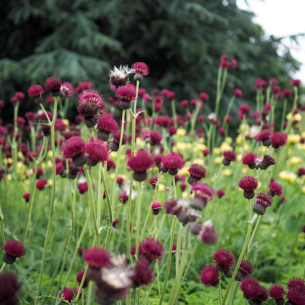 Cirsium rivulare Atropurpureum - Bach-Kratzdistel