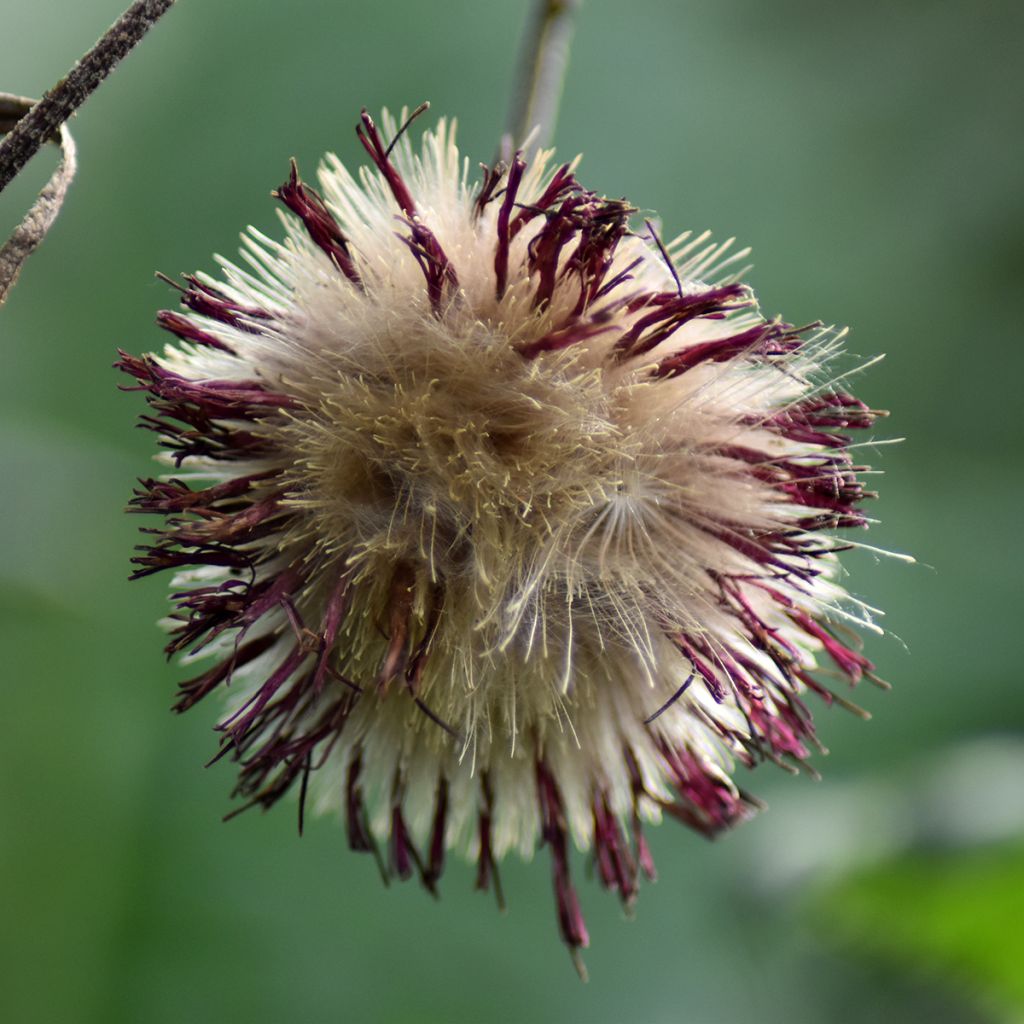 Cirsium rivulare Atropurpureum - Bach-Kratzdistel