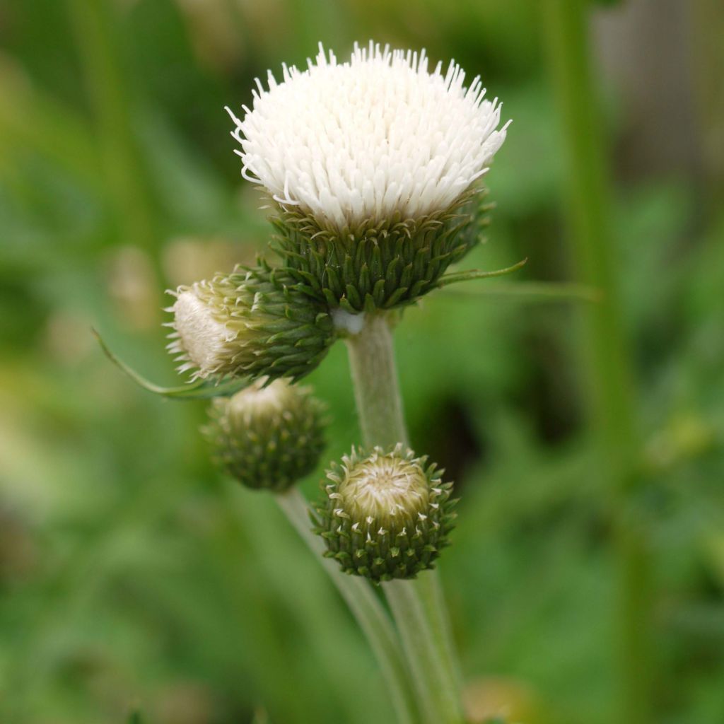 Cirsium rivulare Frosted Magic - Bach-Kratzdistel