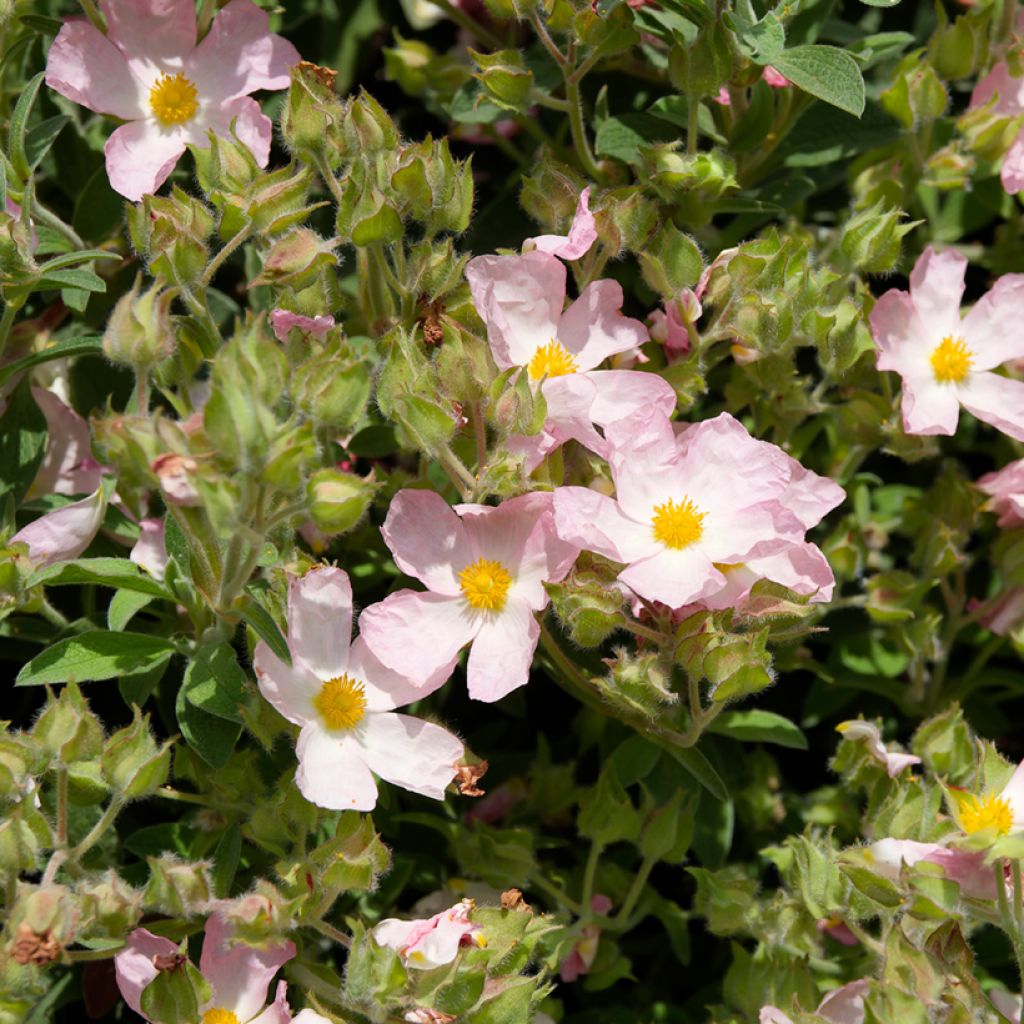 Zistrose Silver Pink - Cistus argenteus