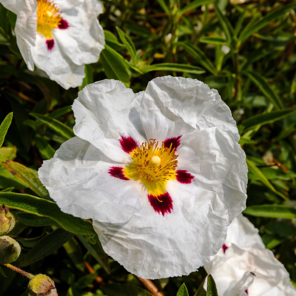 Zistrose Decumbens - Cistus lusitanicus