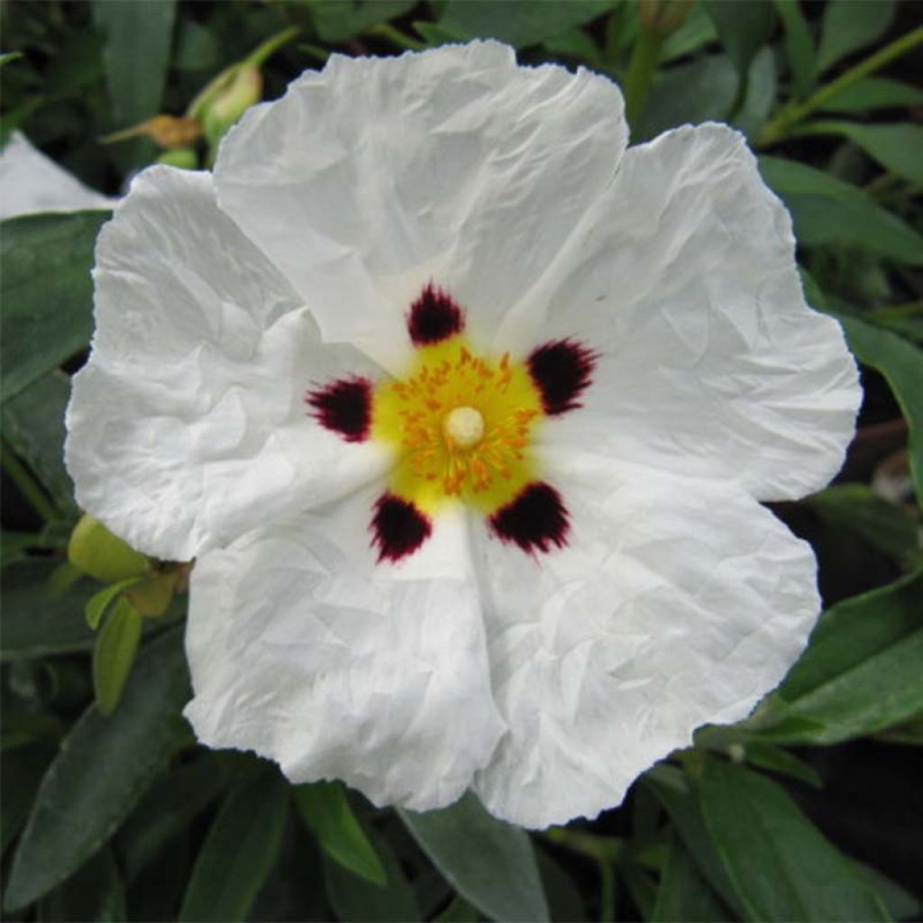 Zistrose Alan Fradd - Cistus purpureus