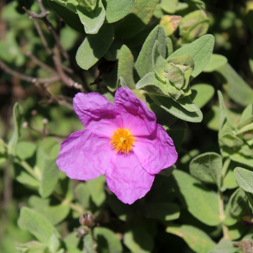 Weißliche Zistrose - Cistus albidus