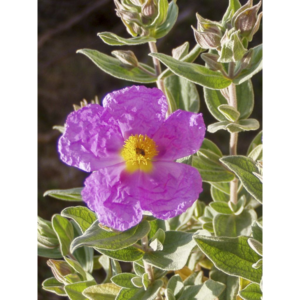 Weißliche Zistrose - Cistus albidus