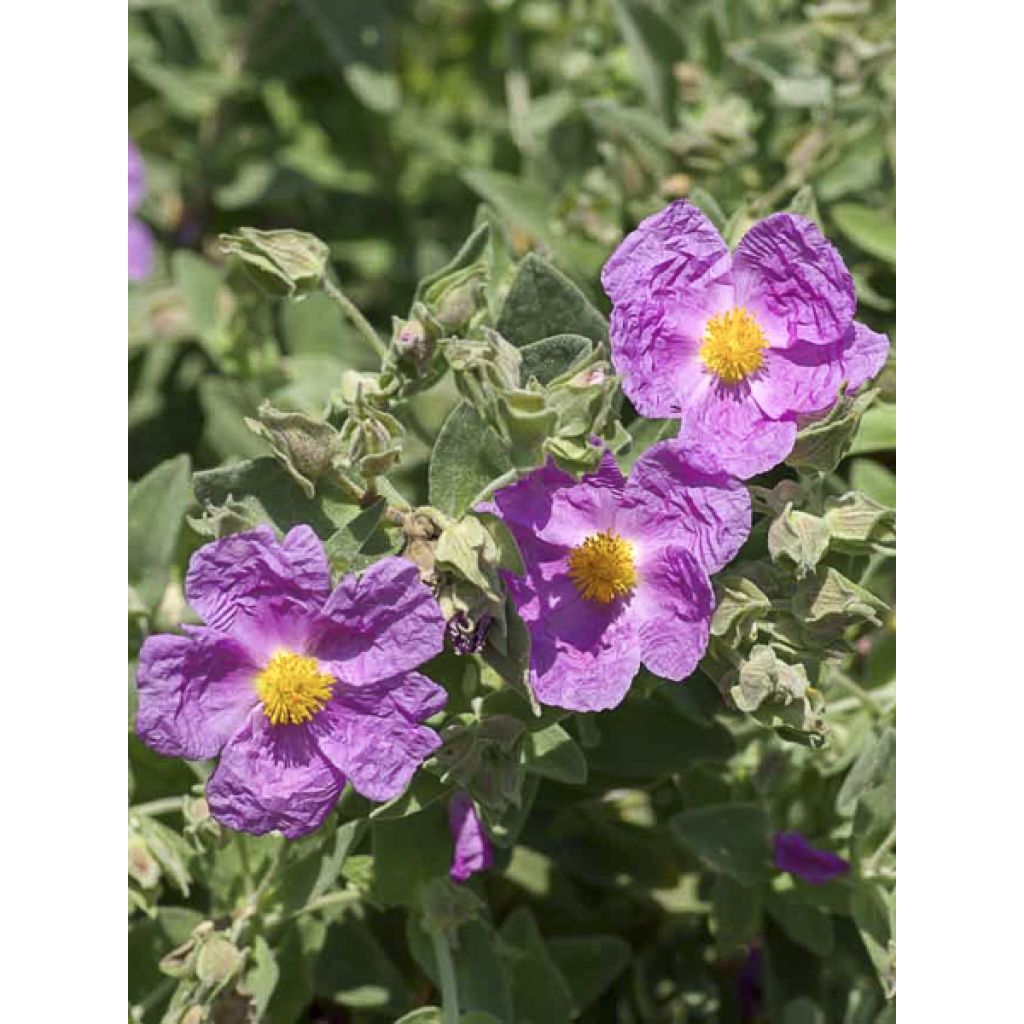 Weißliche Zistrose - Cistus albidus