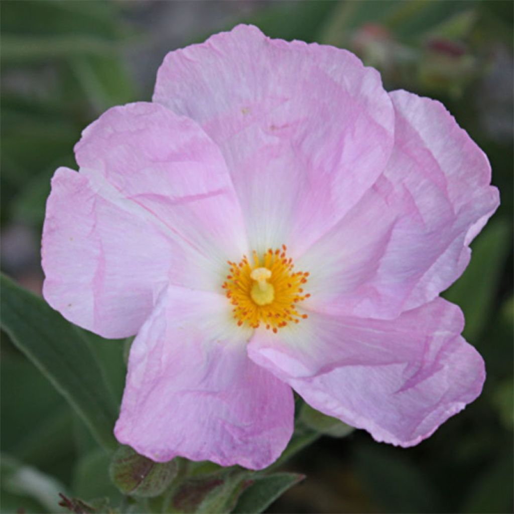 Zistrose Peggy Sammons - Cistus argenteus