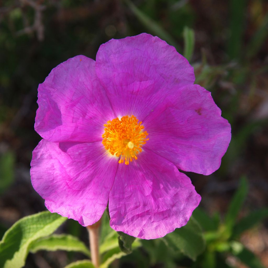 Cistus creticus - Ciste de Crète