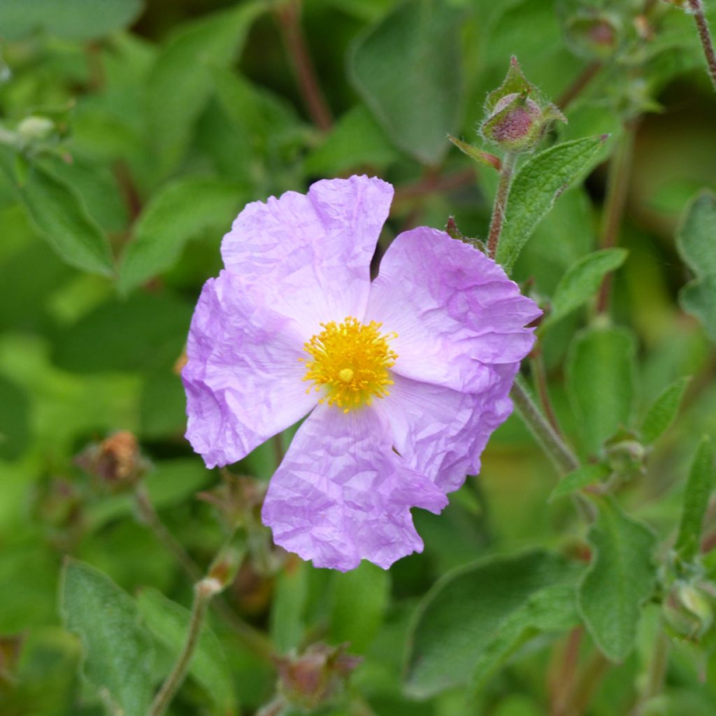 Kretische Zistrose - Cistus creticus