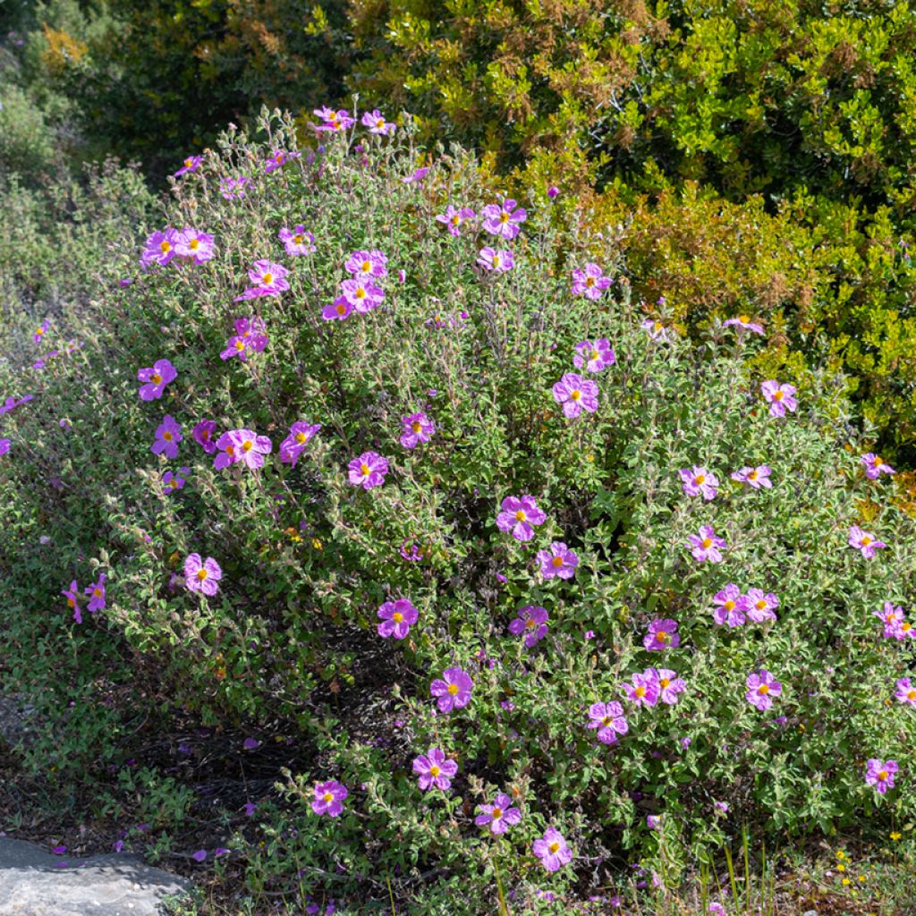 Kretische Zistrose - Cistus creticus