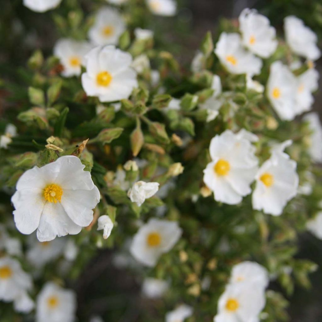 Montpellier-Zistrose - Cistus monspeliensis