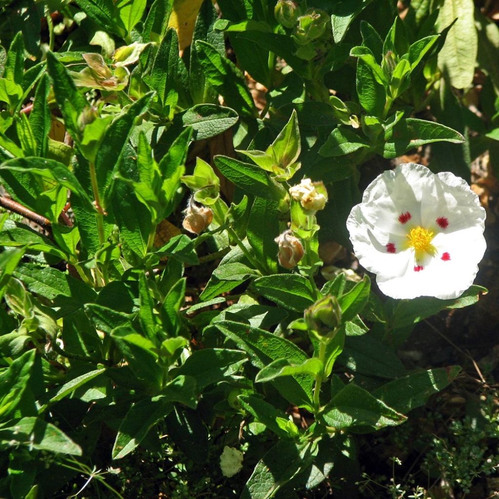 Cistus obtusifolius - Zistrose