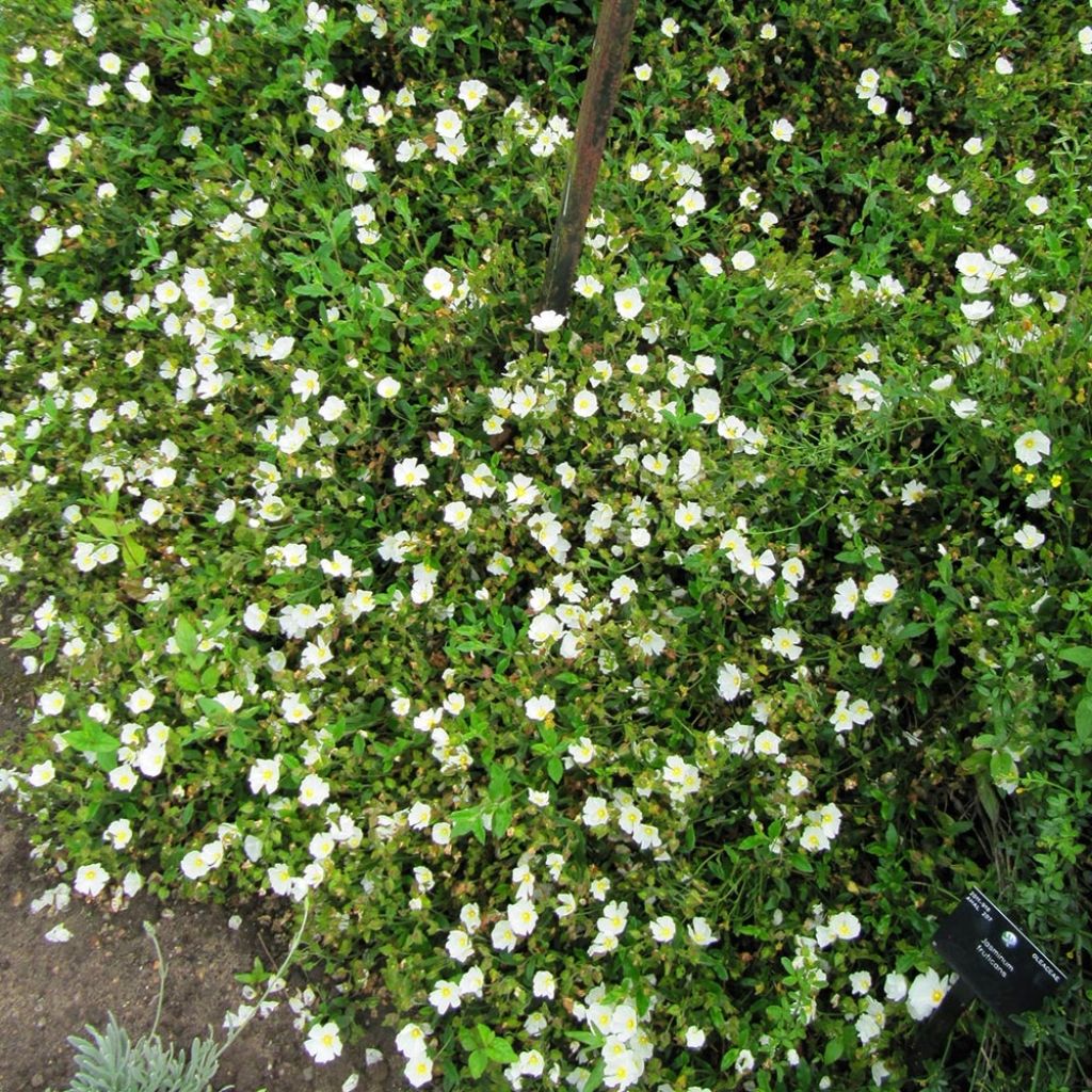 Cistus obtusifolius - Zistrose