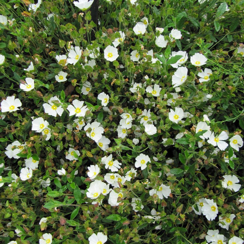 Cistus obtusifolius - Zistrose