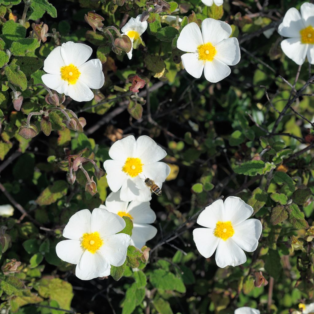 Cistus obtusifolius - Zistrose